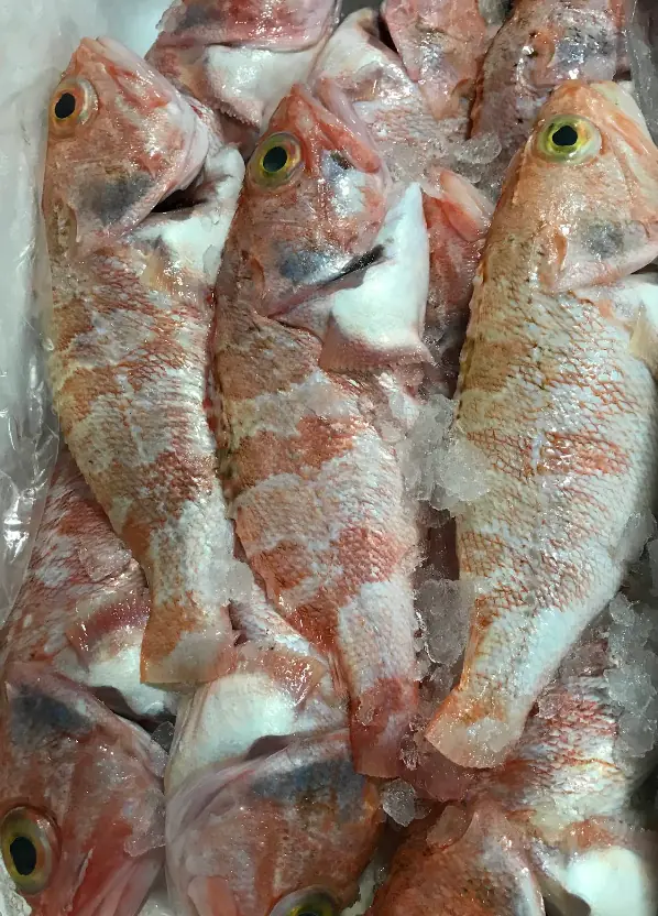 Peixe fresco do dia, acabado de chegar da lota